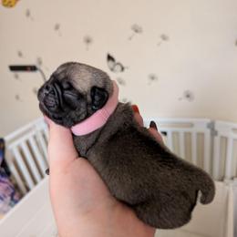 Adelaide - Fawn female Pug puppy in Winter Haven, Florida from Lisa's Pugalicious Pugs