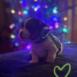 Yorkshire Terrier Puppies from Sweet Fur Babies