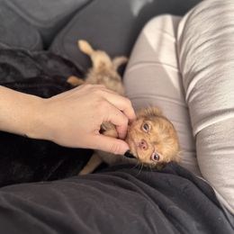 Royal Lilac 3lbs fully grown - Merle male Chihuahua puppy in Brooklyn, New York from Cuties 4 You