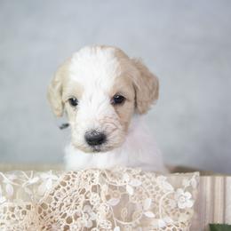 Snoopy - Parti male Goldendoodle puppy in Seffner, Florida from Gold Diamond Pup