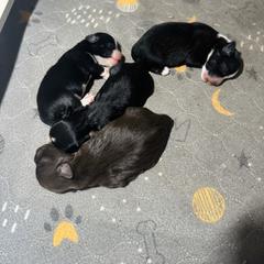 Girl 3 - Black female Lowchen puppy in Lexington, Kentucky from Willowcreek Kennel