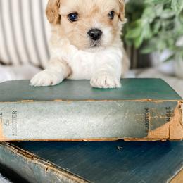 Cavapoo and Havapoo Puppies from Perfectly Playful Doodles