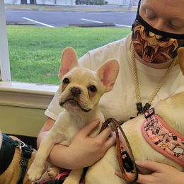 French Bulldog Puppies from Queens of the South