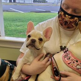 French Bulldog Puppies from Queens of the South