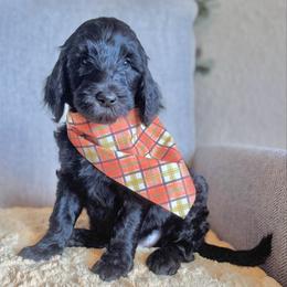Fudge- Orange Collar - Black male Goldendoodle puppy in Bay City, Texas from Charming Doods Goldendoodles
