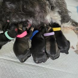 Miniature Schnauzer puppies from SSPuppy - Sophisticated Schnauzers