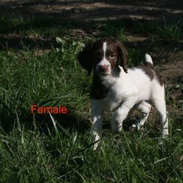 Brittany Puppies from Center Ridge Brittanys