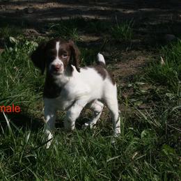 Brittany Puppies from Center Ridge Brittanys