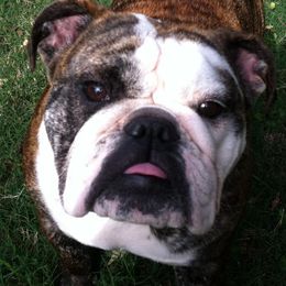 Bulldog Puppies from Jodi's Bulldogs