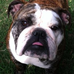 Bulldog Puppies from Jodi's Bulldogs