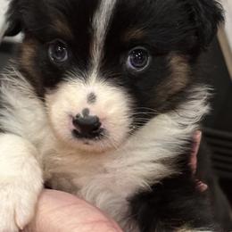 Macy - Red tri-color female Australian Shepherd puppy in Canton, Mississippi from Haven Farms Australian Shepherds