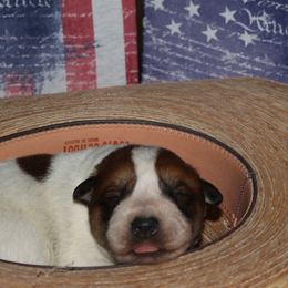 Boy 3 - Australian Cattle Dog puppy in Helena, Montana from Spring Haven Heelers