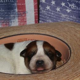 Boy 3 - Australian Cattle Dog puppy in Helena, Montana from Spring Haven Heelers
