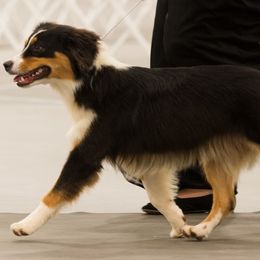 Miniature American Shepherds and Toy Australian Shepherds from MarLoWin Aussies