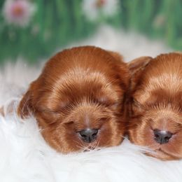Cavalier King Charles Spaniel and Cavapoo Puppies from Country Life Cavaliers