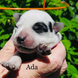 Ada - Blue female Australian Cattle Dog puppy in Redding, California from Macushla Kennel