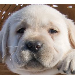 Labrador Retrievers from Earth Angel