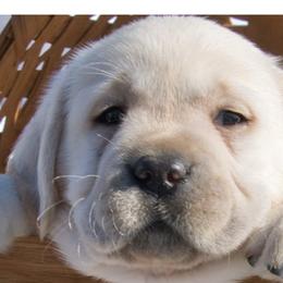 Labrador Retrievers from Earth Angel