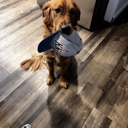 Golden Retriever Puppies from A1 Supreme Kennels