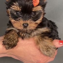 Pomeranian and Yorkshire Terrier Puppies from BC Breeders Association