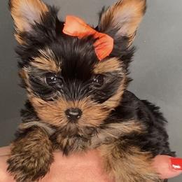 Pomeranian and Yorkshire Terrier Puppies from BC Breeders Association