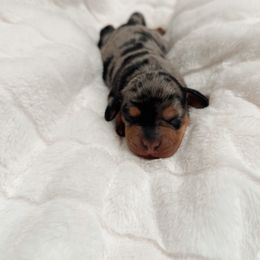 Sylvester - Dapple male Dachshund puppy in San Diego, California from Enchantables