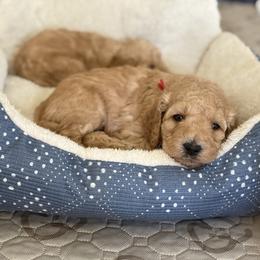 Goldendoodle Puppies from Mountain Grove Doodles