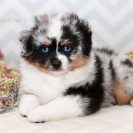 Miniature Australian Shepherd Puppies from Parsons Place Aussies