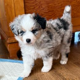 Denali - Blue merle male Miniature Australian Shepherd puppy in Spokane Valley, Washington from Northern Roots Aussies