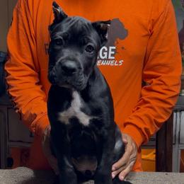 Pink Collar - Black female Cane Corso puppy in Clewiston, Florida from Far From Average Kennels