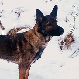 German Shepherds from Brighton Shepherds