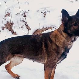 German Shepherds from Brighton Shepherds