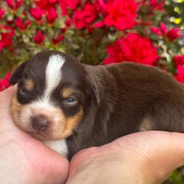 AKC Chai (Natural Tail) - Red tri-color female Australian Shepherd puppy in Jonesborough, Tennessee from 5AFarms