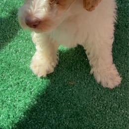 Schnookums - Parti male Poodle puppy in Salem, Oregon from Oregon Poodle Oodle Doodles