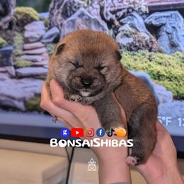 RIKU - Red male Shiba Inu puppy in Minnesota from BonsaiShibas