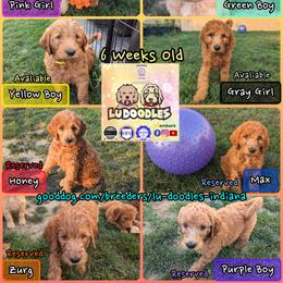 Goldendoodle Puppies from Lu Doodles