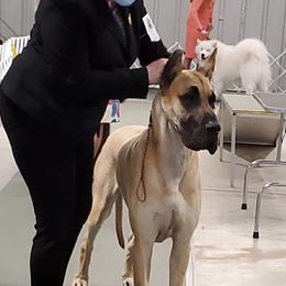 Great Dane All Grown Up from Great Alaskan Danes