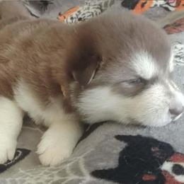 Jinx, yellow collar - Red and white female Alaskan Malamute puppy in Grayson County, Virginia from River Bend Malamutes