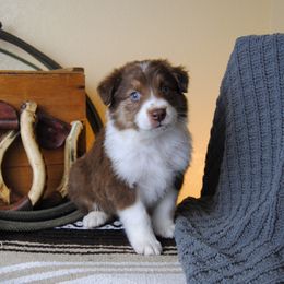 Australian Shepherd, Cavalier King Charles Spaniel, and Cavapoo Puppies from Dogwood & Sassafras Companions