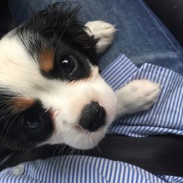 Cavalier King Charles Spaniel Puppies from Carter Woods Cavaliers