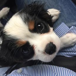 Cavalier King Charles Spaniel Puppies from Carter Woods Cavaliers