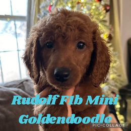Rudolf - Red  Goldendoodle puppy in Missouri from B&C Goldendoodles