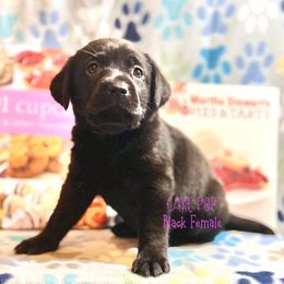 Girl 1 - female Labrador Retriever puppy in White Bear Lake, Minnesota from Labs Of The Lake