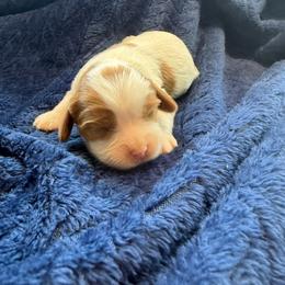 Blenheim Female - Blenheim female Cavalier King Charles Spaniel puppy in Dime Box, Texas from Kuehlers Kavaliers