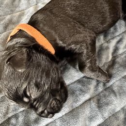 Orange collar - Black male Giant Schnauzer puppy in Atoka, Oklahoma from Hannah's Haus & Farm