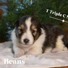 Beans - Sable and white male Shetland Sheepdog puppy in Gladbrook, Iowa from T Triple C Shelties