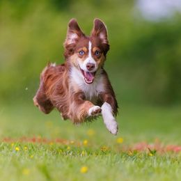Firefly - Miniature American Shepherd