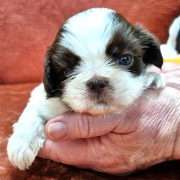 BUSTER - Liver and white male Shih Tzu puppy in Candler, North Carolina from Pup-Tzu WNC