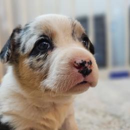 Cardigan Welsh Corgis and Poodles from Short Legs & Curly Wags LLC