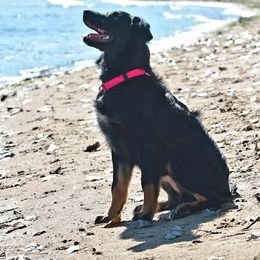 Australian Shepherd Puppies from Diamond Aussies N the Rough